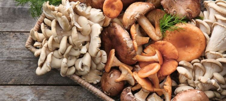 درباره قارچ شگفت انگیز صدفی