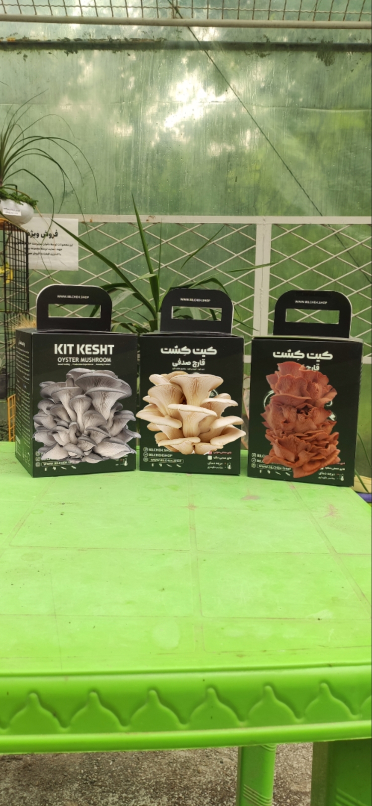 کیت کشت قارچ صدفی: یادگیری، بازی و رشد هم‌زمان در خانه، مدرسه یا محل کار